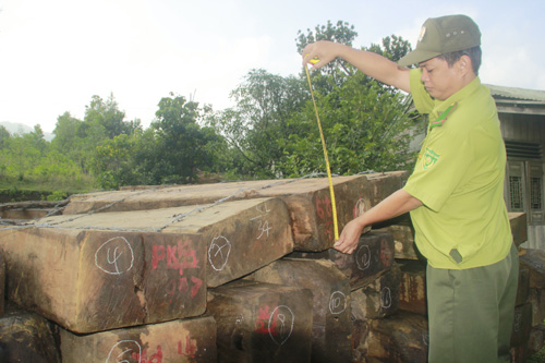 Lực lượng kiểm lâm tại Dốc Kiền (Đông Giang) đang tạm giữ 14 m3 gỗ kiền và gỗ gõ được phát hiện vào hôm 6.10 