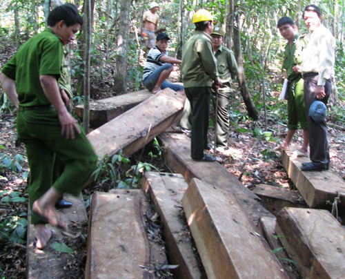 14 m3 gỗ quý được phát hiện gần Trạm Cà Nhông vào hôm 6.10