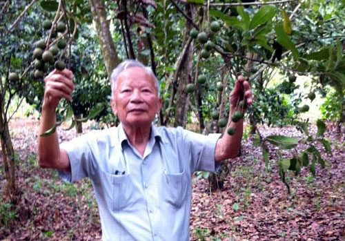 Ông Nguyễn Công Tạn kiểm tra cây macca tại Sơn La, giống cây ông dành nhiều tâm huyết mang về VN - Ảnh: Thanh Tân (chụp tháng 7.2014)
