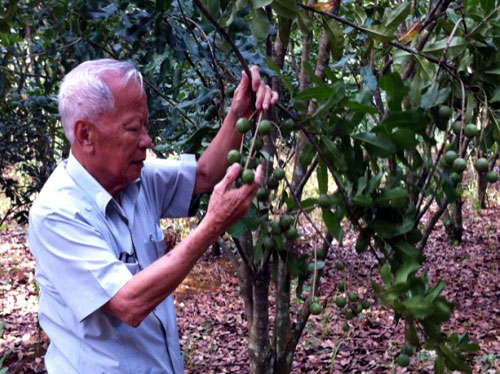 Ông Nguyễn Công Tạn kiểm tra cây macca tại Sơn La, giống cây ông dành nhiều tâm huyết mang về VN - Ảnh: Thanh Tân (chụp tháng 7.2014) 2