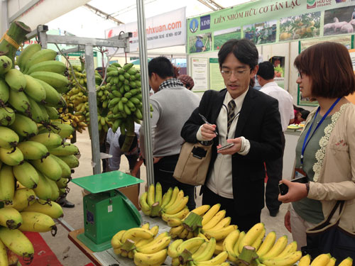 Ông Daisuke Shindo tỉ mỉ trao đổi thông tin tại gian hàng giới thiệu chuối ngự Đại Hoàng - Ảnh: P.Hậu