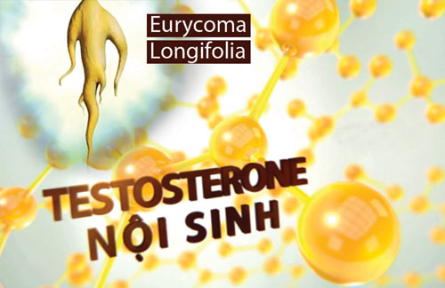 Thảo dược Eurycoma Longifolia giúp cơ thể sản sinh testosterone nội sinh nên duy trì sức khỏe, sinh lý bền vững cho phái mạnh