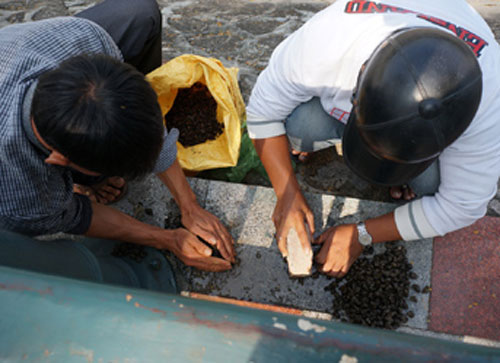 Hải Phòng mở hội câu cá 4