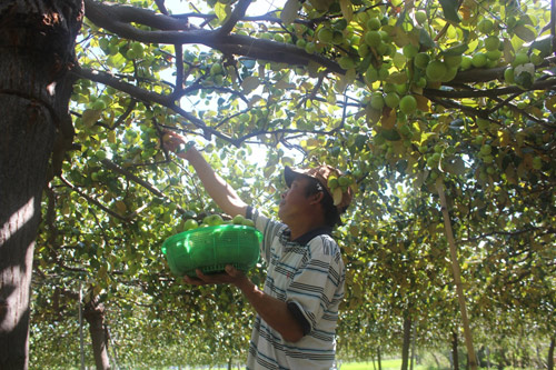 Nông dân thu hoạch táo 