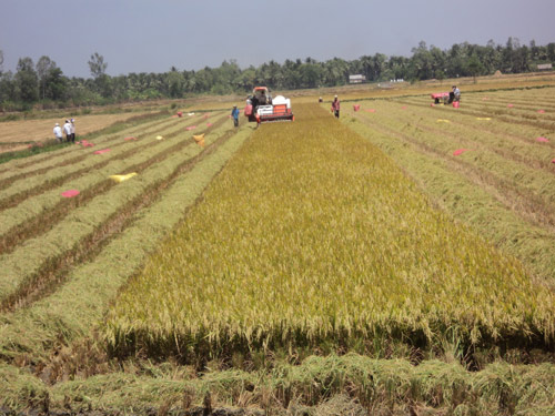 Nông dân xã Phú Đức (H.Tam Nông, Đồng Tháp) sản xuất theo mô hình CĐLK