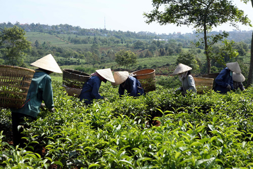 Thu hoạch trà xanh ở Lâm Đồng