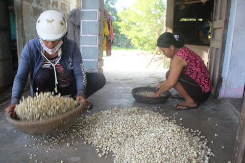 Thương lái tìm về tận nhà bà Bùi Thị Tú để mua củ nén với giá cao hơn thường ngày 100.000 đồng/kg