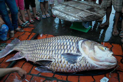 Con cá hô vàng nặng 130kg