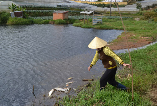 Hồ Dã Chiến bị ô nhiễm làm cá chết hàng loạt