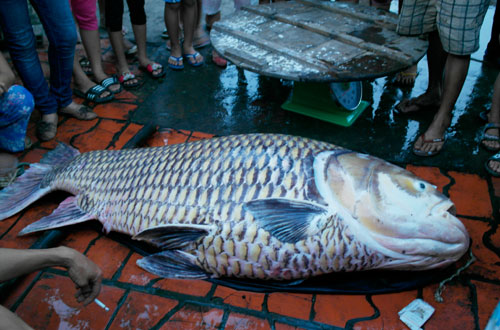 Vĩnh Long: Bán cá hô vàng nặng 127 kg được 162 triệu đồng