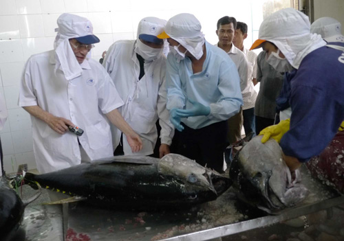 Các chuyên gia thủy sản kiểm tra chất lượng cá ngừ đại dương vào sáng 3.12
