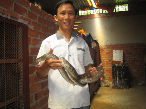 Anh Nguyễn Bá Cừ thu nhập hàng trăm triệu đồng mỗi năm nhờ nuôi rắn ráo trâu