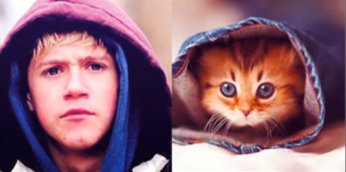 One Direction - những chú mèo đáng yêu