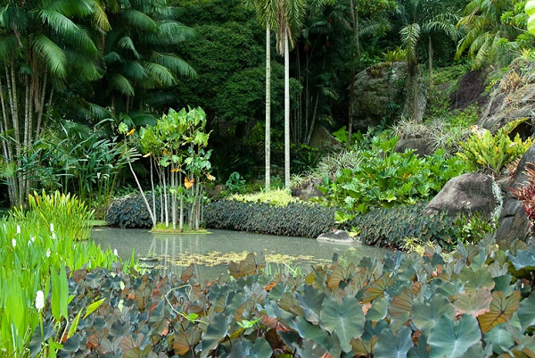  Khám phá những khu vườn đẹp nhất thế giới - Khu vườn Sitio Roberto Burle Marx, Rio de Janeiro, Brazil