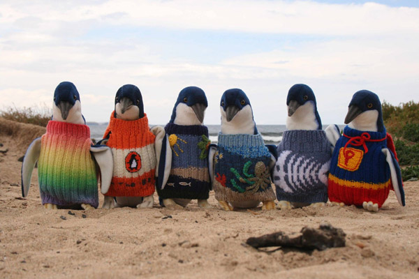 Quyên áo ấm cho chim cánh cụt d