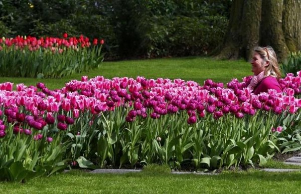 Mãn nhãn đồng hoa Tulip ở Hà Lan 8