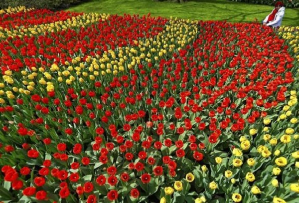 Mãn nhãn đồng hoa Tulip ở Hà Lan 9