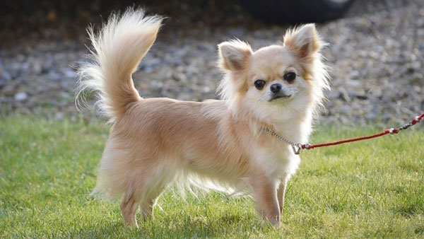 'Siêu chó' Chihuahua mất tích