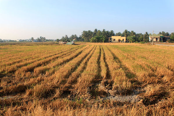 Miền quê Long An trong nắng hè 1