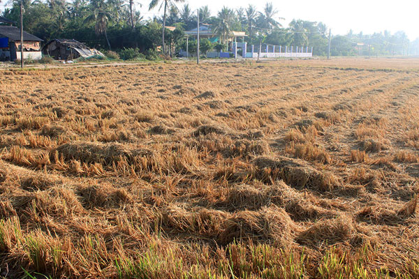 Miền quê Long An trong nắng hè 2