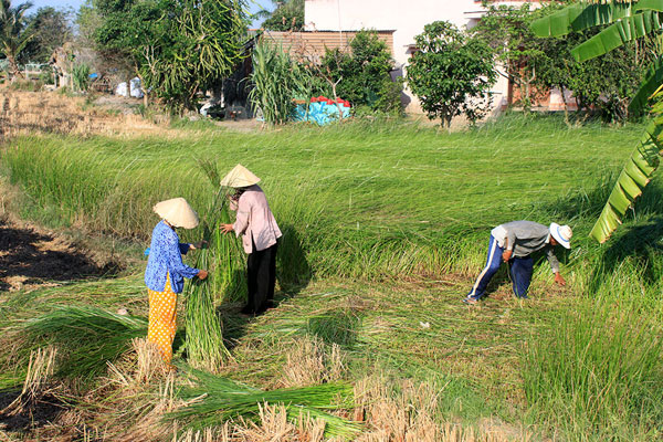 Miền quê Long An trong nắng hè 14