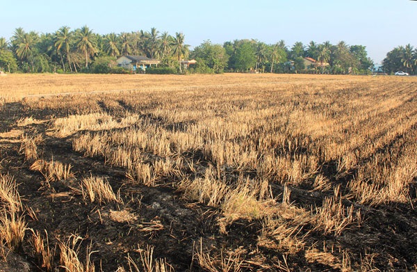 Miền quê Long An trong nắng hè 3