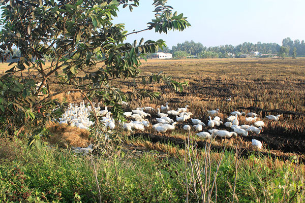 Miền quê Long An trong nắng hè 5