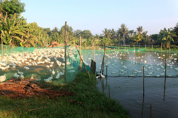 Miền quê Long An trong nắng hè 7