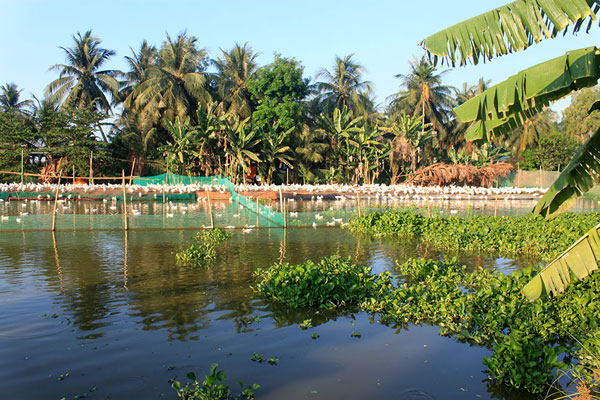 Miền quê Long An trong nắng hè 8