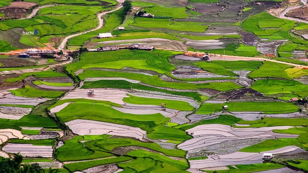 Những cánh đồng miên man lúa và nướci