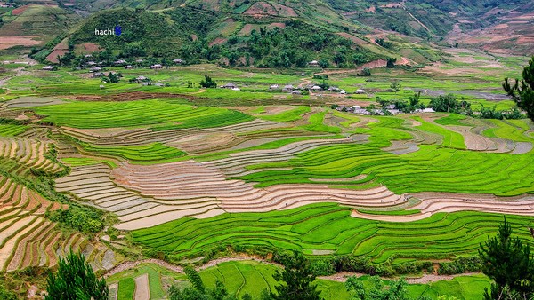 Lúa xanh như tấm thảm, xanh từng mảnh rời rạc tạo thành những điểm nhấn ấn tượng