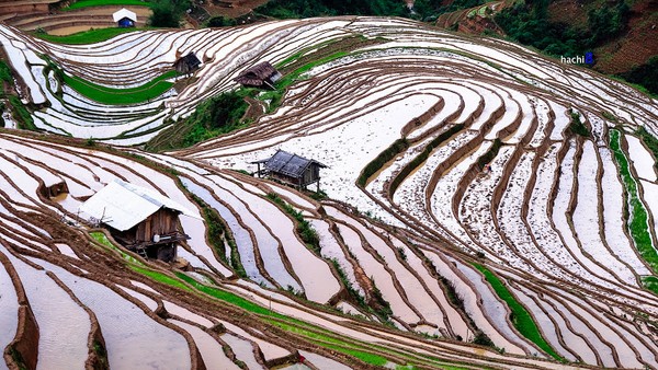 Những nương ruộng no nước như mặt gương phản chiếu nắng trời 