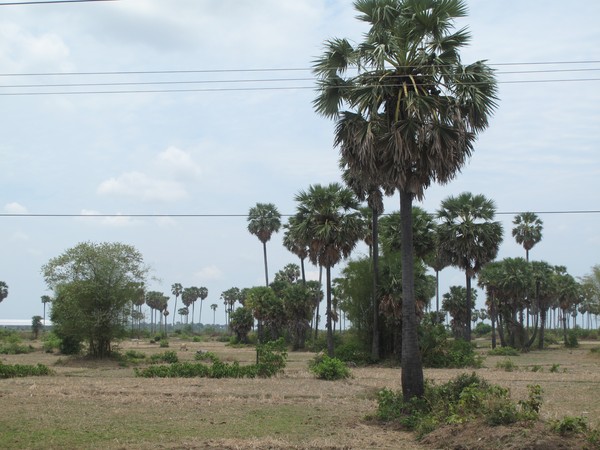 Angkor 19