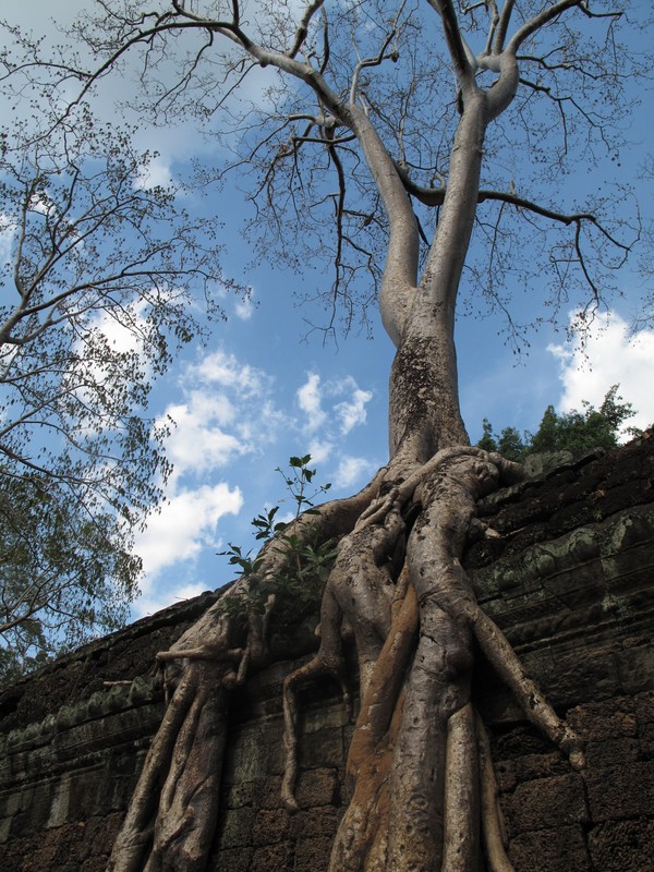 Angkor 8