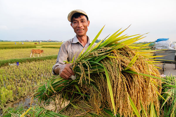 Màu vàng trù phú trên những cánh đồng Bắc Bộ