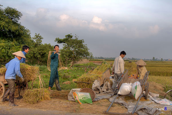 Màu vàng trù phú trên những cánh đồng Bắc Bộ