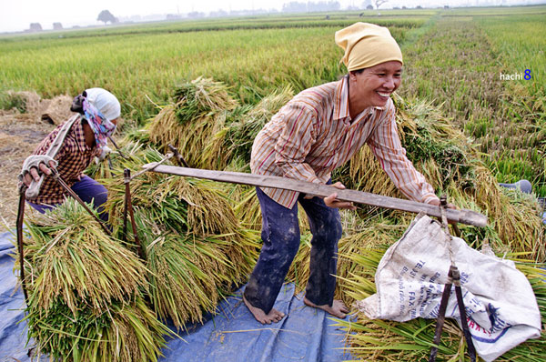 Màu vàng trù phú trên những cánh đồng Bắc Bộ