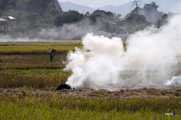 Màu vàng trù phú trên những cánh đồng Bắc Bộ