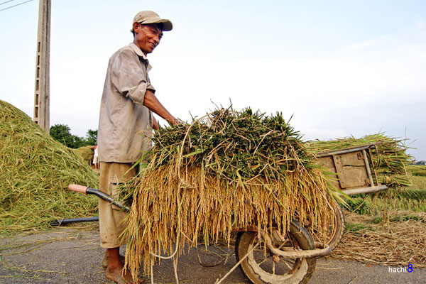 Màu vàng trù phú trên những cánh đồng Bắc Bộ