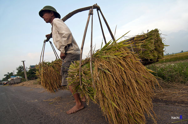 Màu vàng trù phú trên những cánh đồng Bắc Bộ