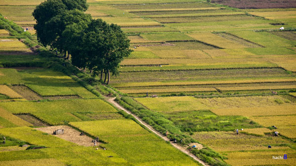 Màu vàng trù phú trên những cánh đồng Bắc Bộ