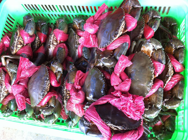 Ăn hải sản siêu tươi ngon ở Đà Nẵng 10