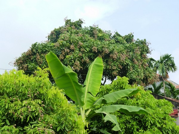 Mùa này về thủ phủ nhãn lồng đi đến đâu cũng gặp nhãn và nhãn