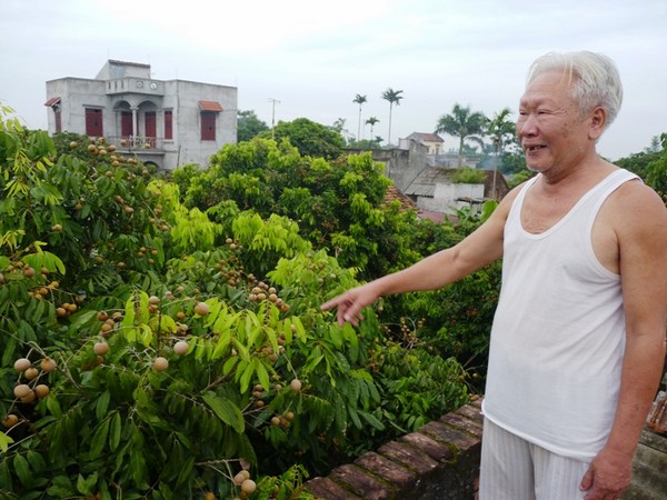 Ông Nguyễn Xuân Ngôi, ở thôn Ninh Vũ, xã Bình Kiều cho biết năm nay nhãn ra hoa gặp sương muối nên mất mùa, nhưng được giá