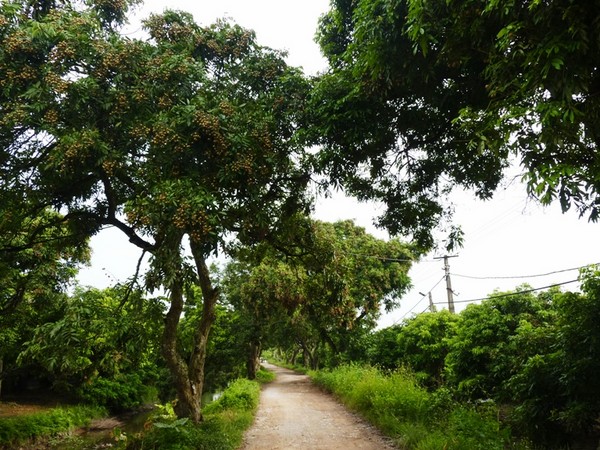 Nhãn la đà sát đất và khắp các ngõ ngách trong thôn đều trồng nhãn 7