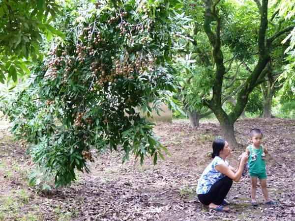 Nhãn la đà sát đất và khắp các ngõ ngách trong thôn đều trồng nhãn 8