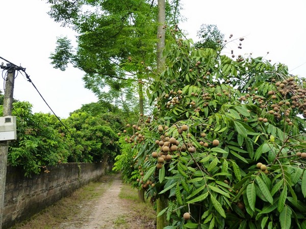 Nhãn la đà sát đất và khắp các ngõ ngách trong thôn đều trồng nhãn 9