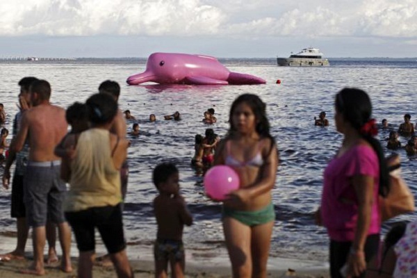 Du khách du lịch tới bãi biển Ponta Negra, Manaus, Brazil hồi cuối tháng 7 có dịp ngắm nhìn chú cá heo khổng lồ màu hồng lướt trên mặt biển. Được biết, cá heo hồng khổng lồ “chào đời” trong chiến dịch chống giết hại sinh vật biển