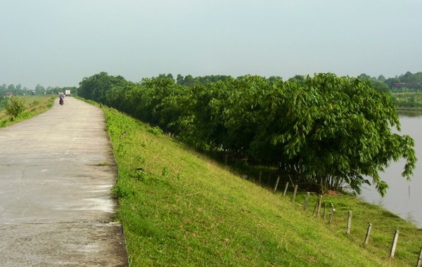 Một đoạn đê vừa bảo vệ làng mạc mùa lũ, vừa làm đường giao thông 2