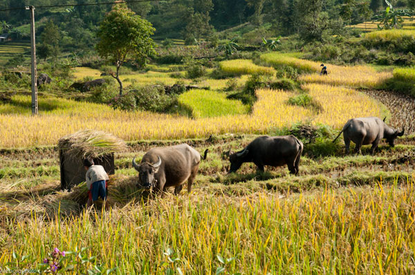 Kỳ 3: Thu vàng Y Tý 17